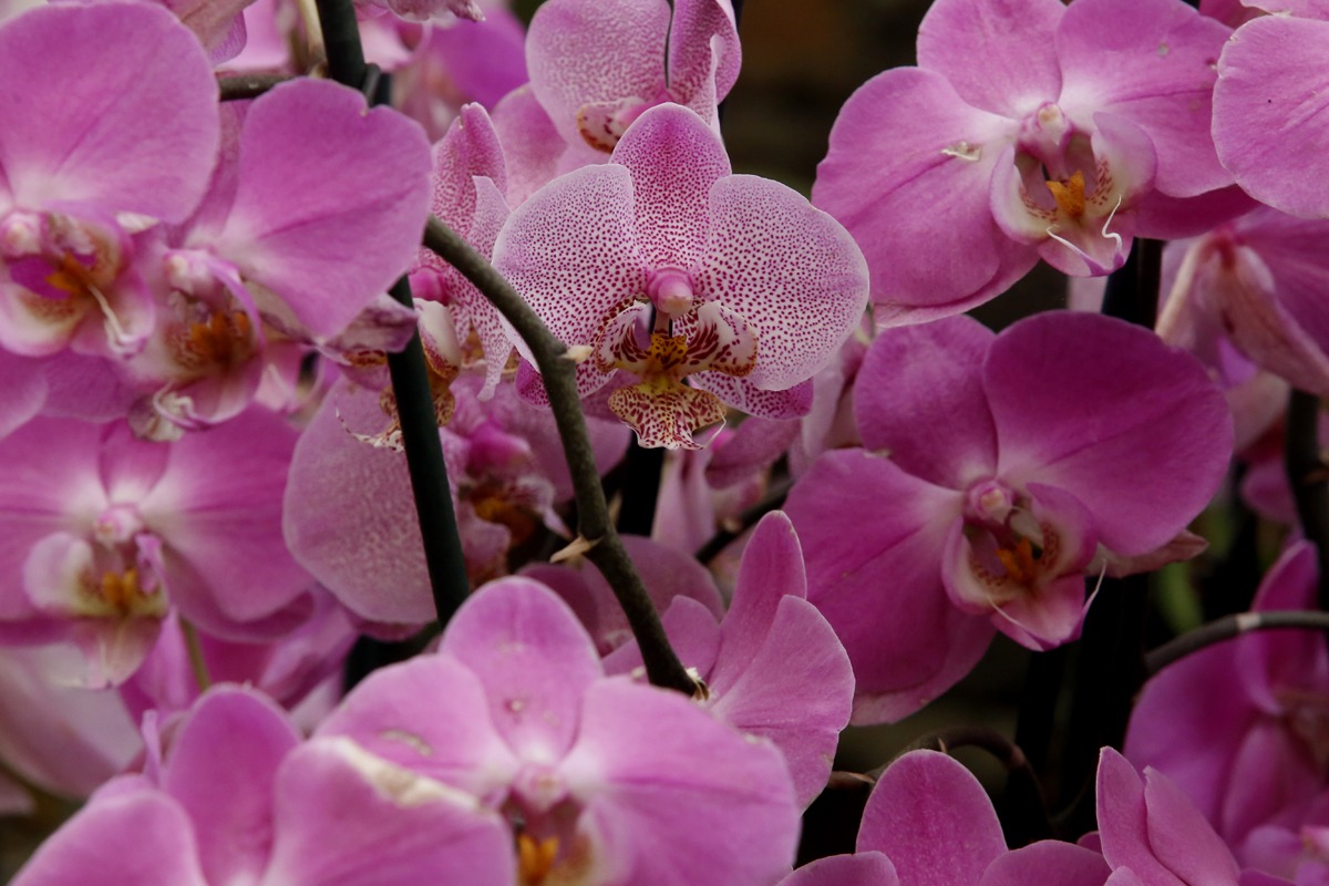 XLIV Exposición Nacional de Orquídeas