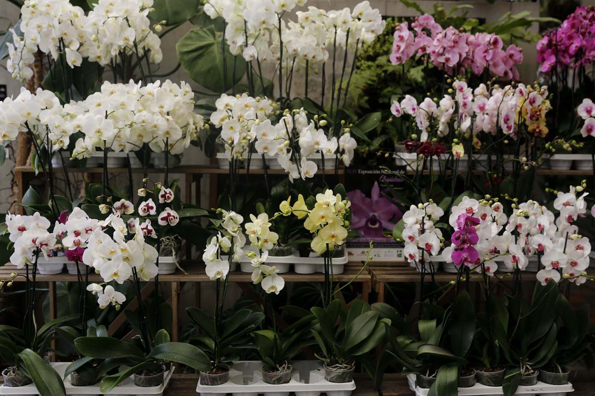 XLIV Exposición Nacional de Orquídeas