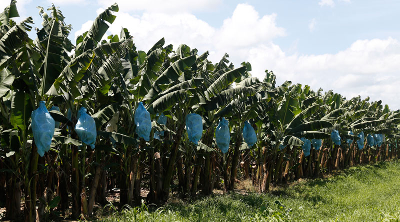 Guatemala es el tercer exportador de banano – Noticias Última Hora ...