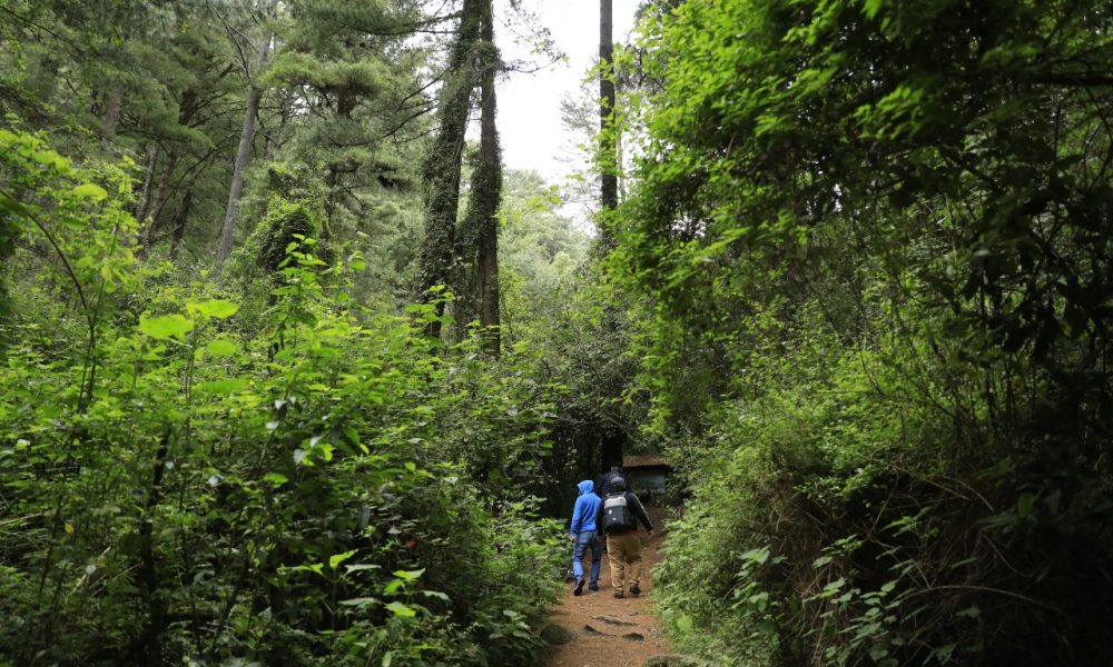 L’importance des forêts tropicales est analysée – Dernières nouvelles du Guatemala