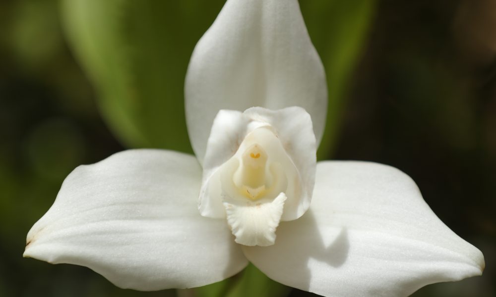 La monja blanca reina entre las flores – Diario de Centro América