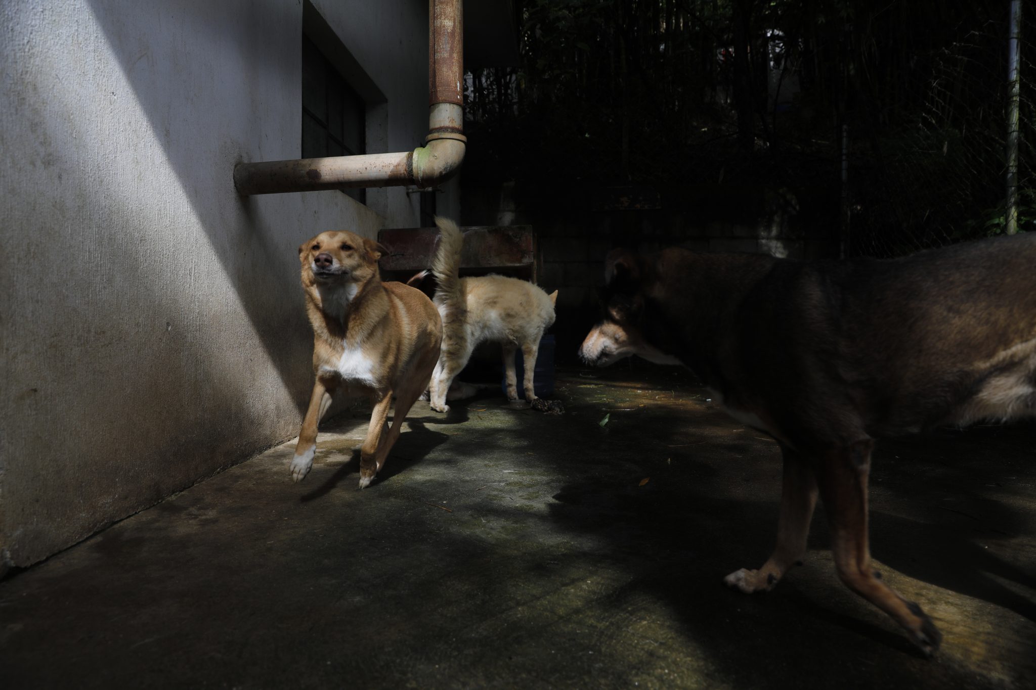 Resguarde A Un Perro Callejero Diario De Centro América 2945