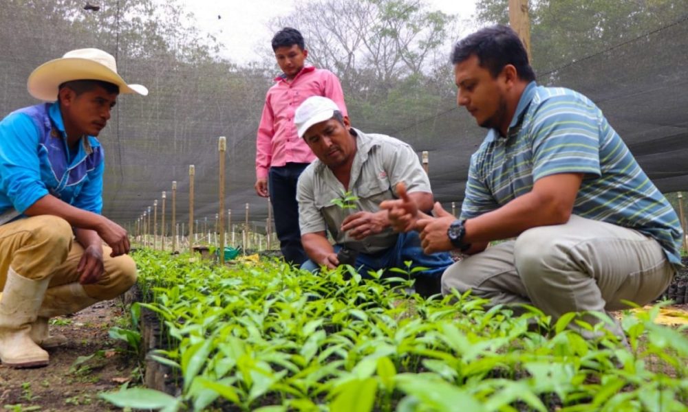 500,000 trees to be delivered to enhance forest production